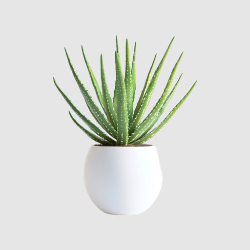 Aloe Vera Plant (Gift Wrapped)