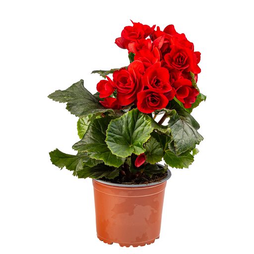 Rose plant in a pot